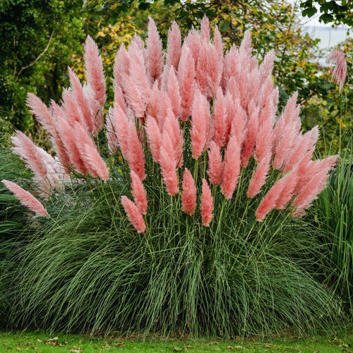 3 Pink Pampas Grass Plants - 4 to 6 Inc Tal