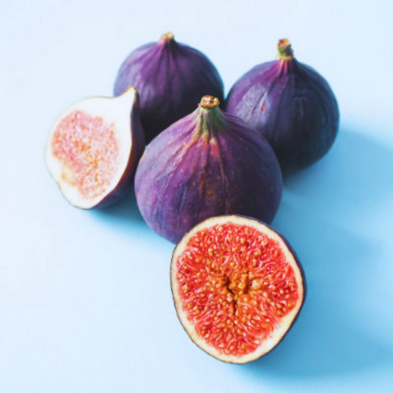 LSU Purple Fig Cutting, 6 to 10 Inc Tall