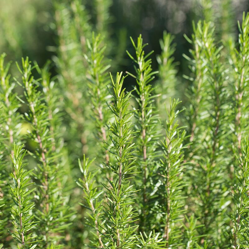 Rosemary Plant Live - 7 to 10 Inc Tall, 4 Inc Pot
