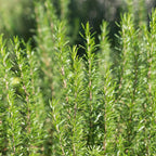 Rosemary Plant Live - 7 to 10 Inc Tall, 4 Inc Pot
