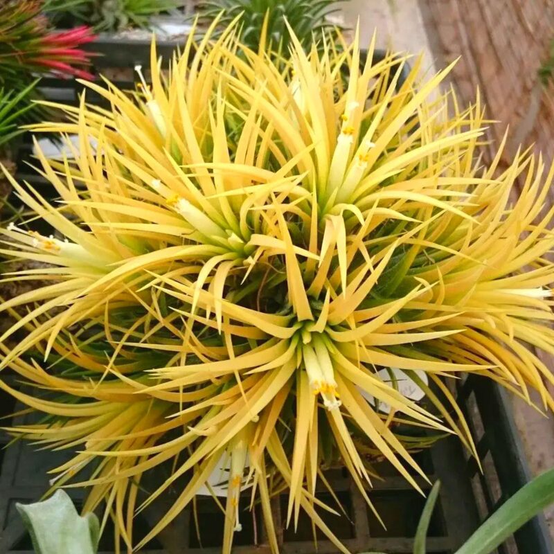 5 Yellow Tillandsia Air Plants
