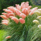 Pink Pampas Grass Plants Live - 3 Plugs, 4 to 6 Inc Tall
