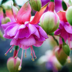 Fuchsia Plants Live for Sale - 2 Plants, 3 to 5 Inc Tall