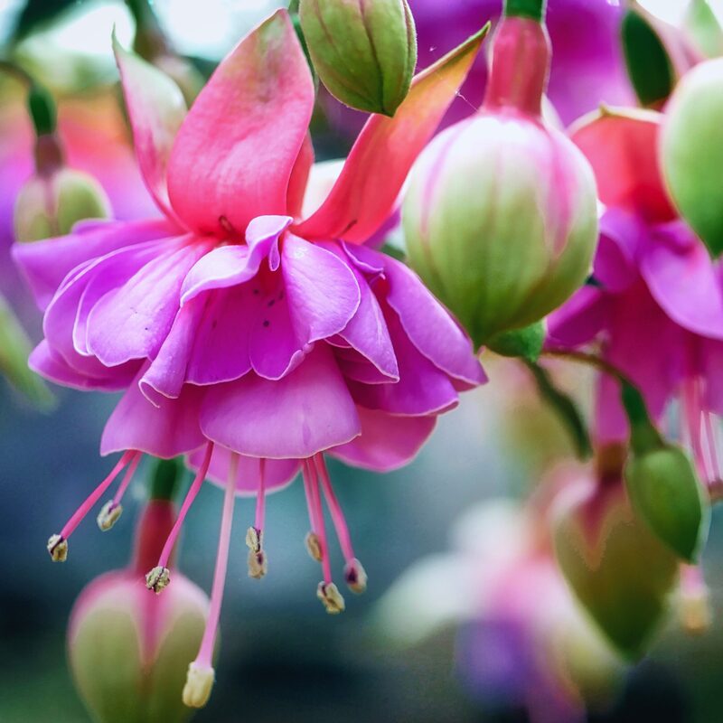 Fuchsia Plants Live for Sale - 2 Plants, 3 to 5 Inc Tall