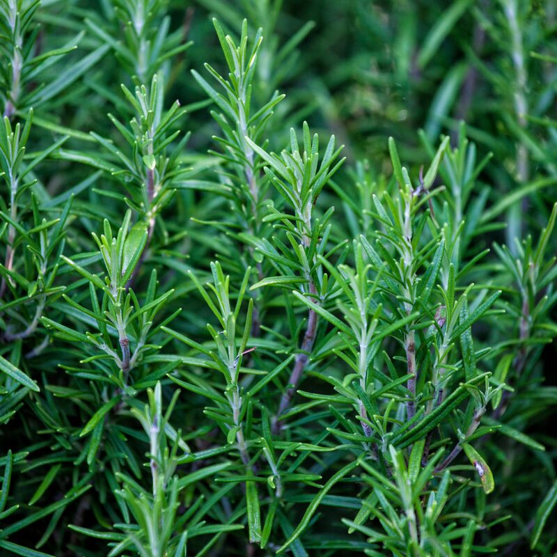 Rosemary Plant Live - 8 to 10 Inc Tall, 4 Inc Pot