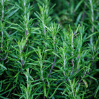 Rosemary Plant Live - 8 to 10 Inc Tall, 4 Inc Pot