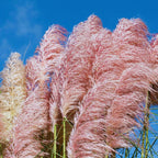 Pink Pampas Grass Plants Live - 4 Plugs, 4 to 6 Inc Tall