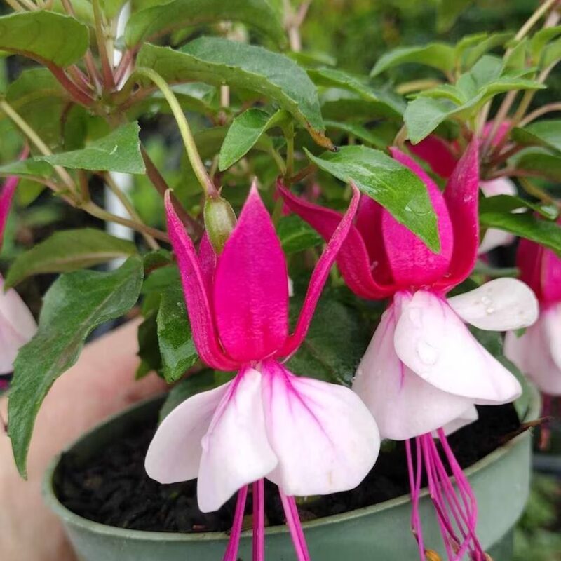 Fuchsia Plants Live for Sale - 2 Plants, 3 to 5 Inc Tall