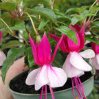 Fuchsia Plants Live for Sale - 2 Plants, 3 to 5 Inc Tall