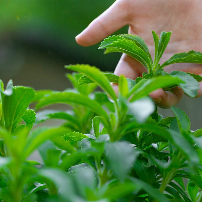 6 Stevia Plants Live - 3 to 5 Inc Tall - Stevia Rebaudiana Plants