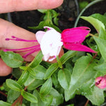 Fuchsia Bella Julia Plants - 2 Plants from 3 to 5 Inc Tall