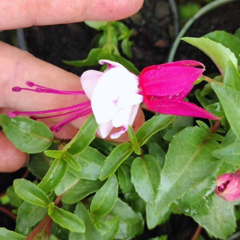 Fuchsia Bella Julia Plants - 2 Plants from 3 to 5 Inc Tall