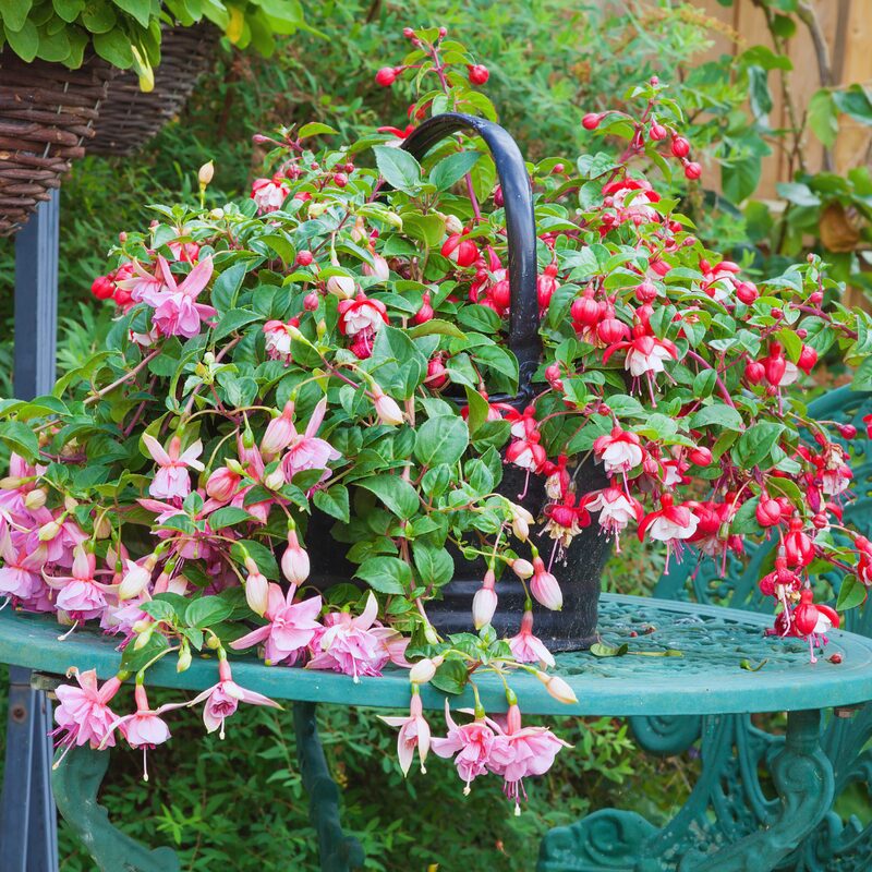 Fuchsia Laura Plant - 3 to 5 Inc Tall