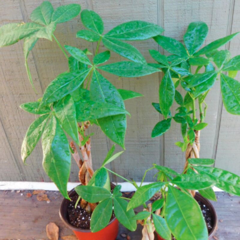 Braided Money Tree Plant - 6 to 8 Inc Tall in 4 Inc Pot