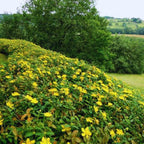 Set of 4 Creeping St. John's Wort Aaron's Beard Plants