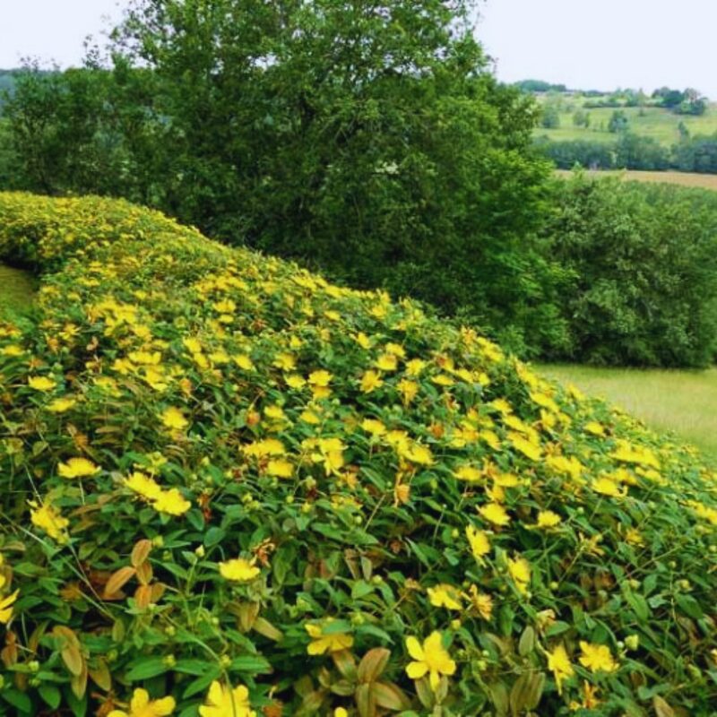 Set of 4 Creeping St. John's Wort Aaron's Beard Plants