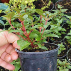 Fuchsia Plants Live for Sale - 2 Plants - 3 to 5 Inc Long