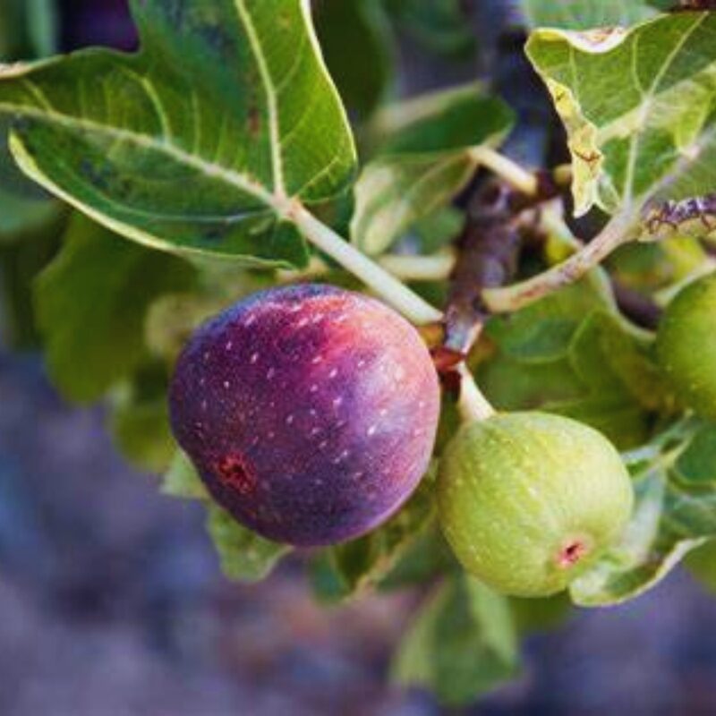2 Smith Fig Cuttings, 6 to 10 Inc Tall