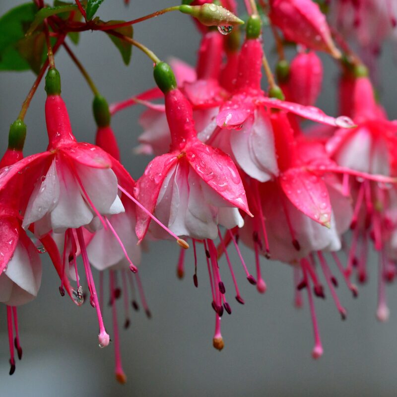 Fuchsia Plants Live for Sale - 2 Plants - 3 to 5 Inc Long