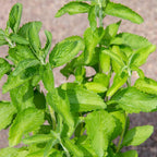 6 Stevia Plants Live - 3 to 5 Inc Tall - Stevia Rebaudiana Plants