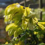 Lemon Maroon Shrimp Plant - 3 to 5 Inc Tall, 3 Plants