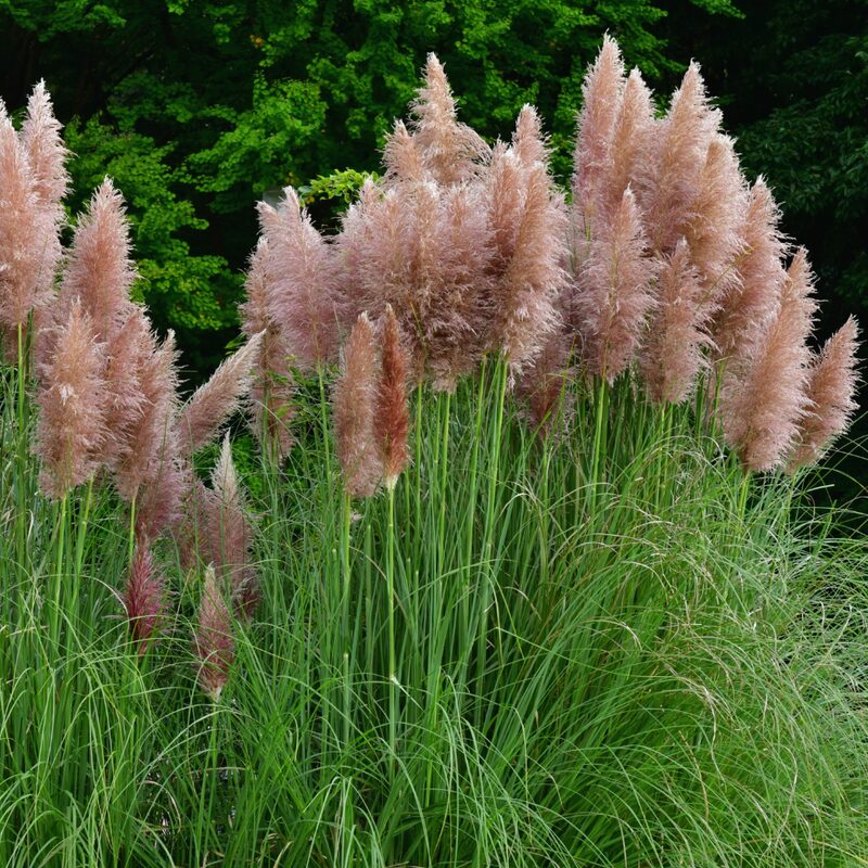 3 Pink Pampas Grass Plants Live - 4 to 6 Inc Tall