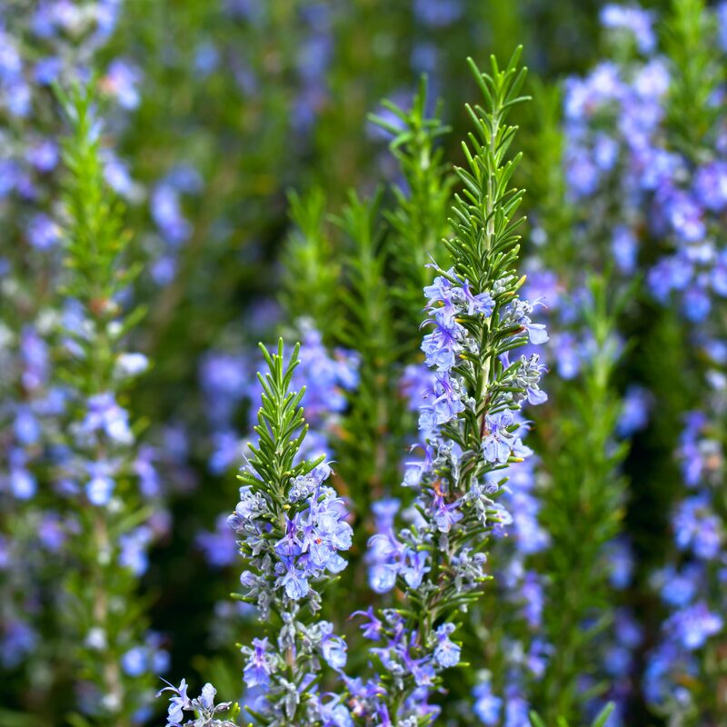 Rosemary Plant Live - 7 to 10 Inc Tall, 4 Inc Pot