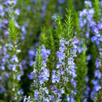 Rosemary Plant Live - 7 to 10 Inc Tall, 4 Inc Pot