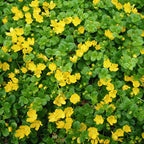 3 Golden Creeping Jenny Plants, Lysimachia Nummularia Plant from 3 to 5 Inches Tall