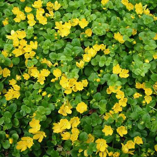 3 Golden Creeping Jenny Plants, Lysimachia Nummularia Plant from 3 to 5 Inches Tall