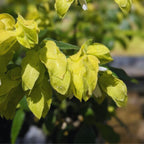 Lemon Maroon Shrimp Plant - 3 to 5 Inc Tall, 3 Plants
