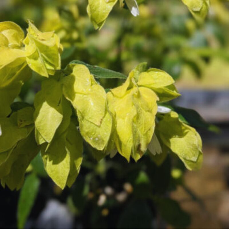 Lemon Maroon Shrimp Plant - 3 to 5 Inc Tall, 3 Plants