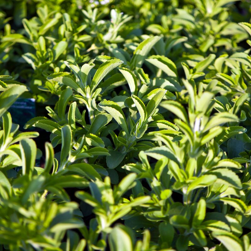 Stevia Plants Live - 2 Plants, 3 to 5 Inc Tall