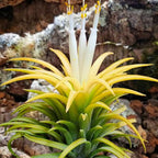 10 Yellow Tillandsia Air Plants