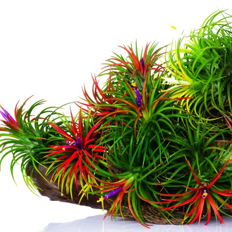 15 Red Tillandsia Air Plants Live - 2 to 3 Inc Tall - Air Plant Live - Succulent Plants Live