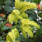 Lemon Maroon Shrimp Plant - 1 Plant, 3 to 5 Inc Tal
