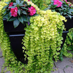 3 Golden Creeping Jenny Plants Live, Lysimachia Nummularia Plant Live, 4 Inc Potted