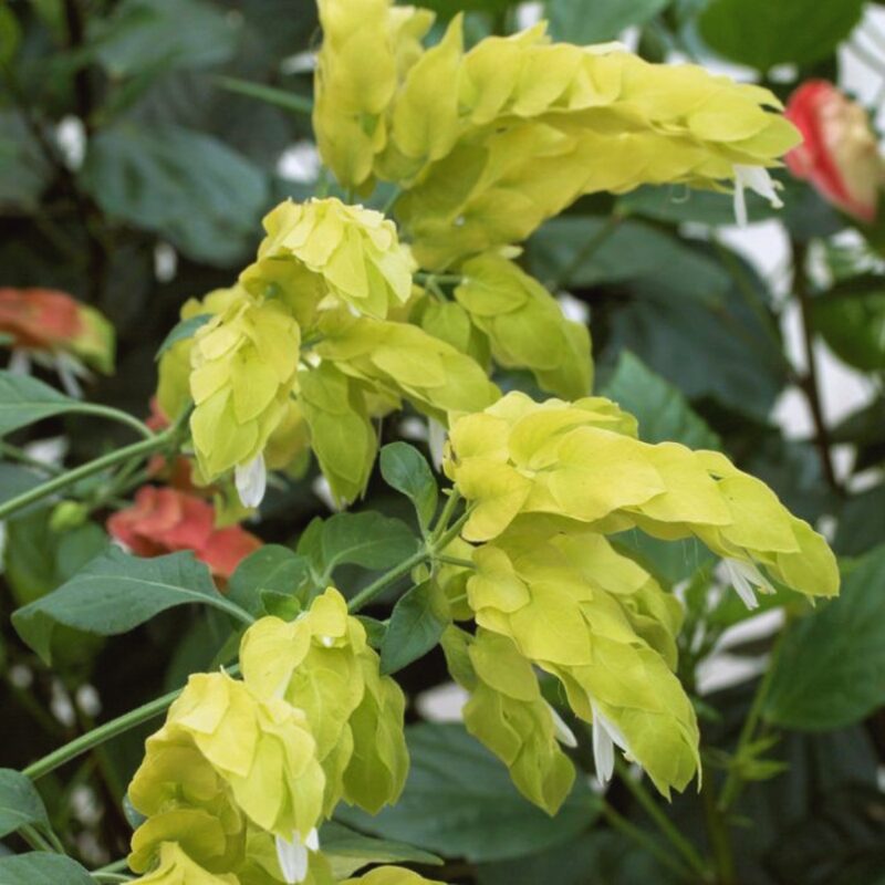 Lemon Maroon Shrimp Plant - 3 Plants, 3 to 5 Inc Tal
