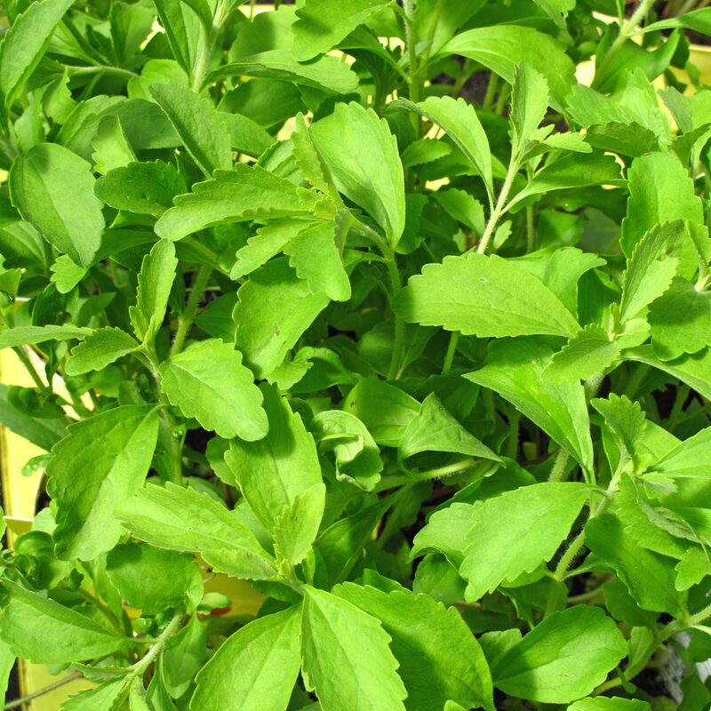 Stevia Plants Live - 2 Plants, 3 to 5 Inc Tall