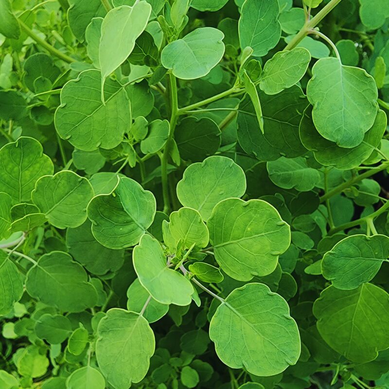 Papalo Seeds, Mexican Herb Seeds - 100 Seeds