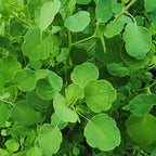 Papalo Seeds, Mexican Herb Seeds - 100 Seeds