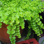 3 Golden Creeping Jenny Plants Live, Lysimachia Nummularia Plant Live, 4 Inc Potted