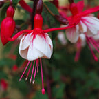 Fuchsia Plants Live for Sale - 2 Plants - 3 to 5 Inc Long