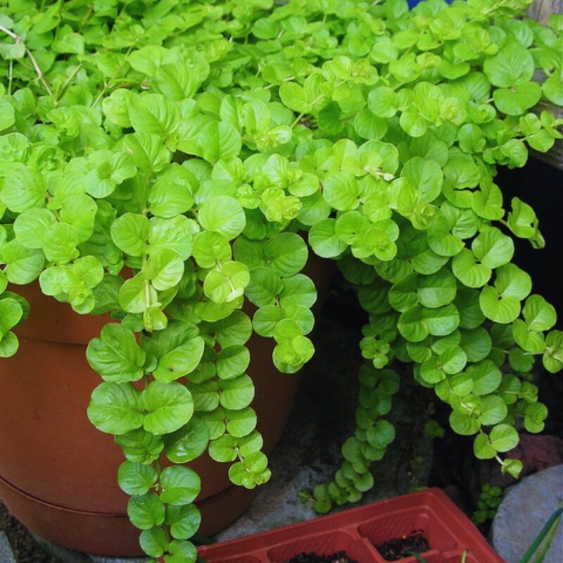 2 Golden Creeping Jenny Plants Live, Lysimachia Nummularia Plant Live, 4 Inc Pot