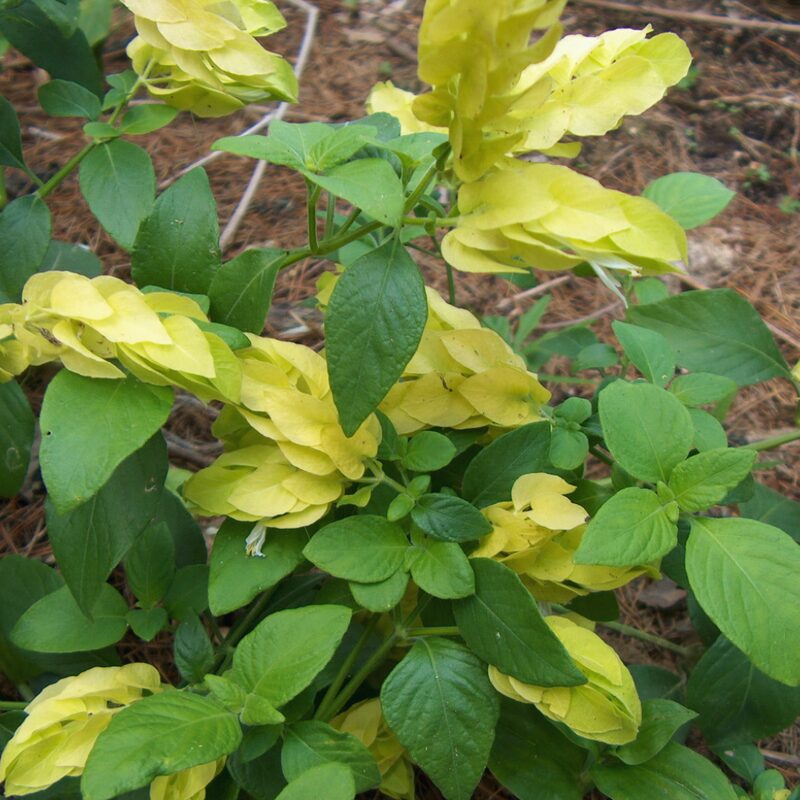 Lemon Maroon Shrimp Plant - 3 to 5 Inc Tall, 3 Plants
