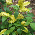 Lemon Maroon Shrimp Plant - 3 to 5 Inc Tall, 3 Plants