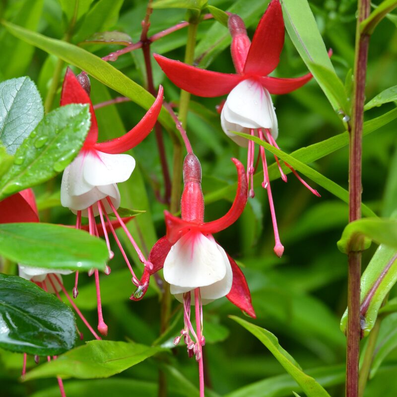 Fuchsia Laura Plants - 2 Plants, 3 to 5 Inc Long