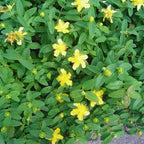 Pack of 4 Creeping St. John's Wort Aaron's Beard Plants