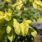 Lemon Maroon Shrimp Plant - 3 to 5 Inc Tall, 3 Plants