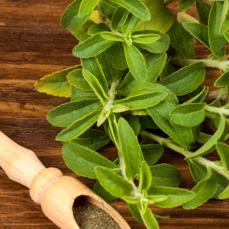 4 Stevia Plants Live - 3 to 5 Inc Tall - Stevia Rebaudiana Plants